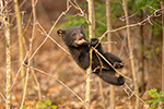 Tiny Black Bear Cub Early May in tree North NH Photo