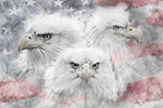 Patriotic Bald Eagle Painting