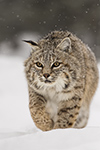 Bobcat in Snow Approaching Photo