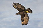 Golden Eagle in Flight Photo
