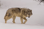 Sneaky Gray Wolf Walk Photo