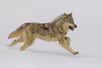 Gray Wolf Running Photo