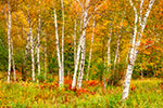 Birch Trees in Fall Foliage NH Photo