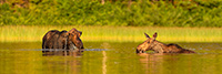 Cow and Calf Moose in Pond Panoramic Photo