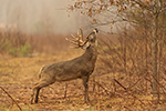 10pt Whitetail Deer On Licking Branch