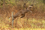 8pt Whitetail Deer Jumping Fence