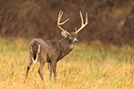 Tall 8pt Whitetail Deer in Field