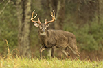 Tall 8pt Whitetail Deer in Field
