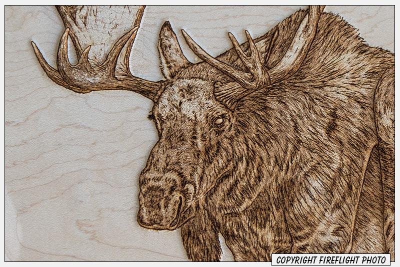 Moose Pyrography Detail
