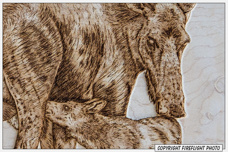 Cow and Calf Moose Pyrography