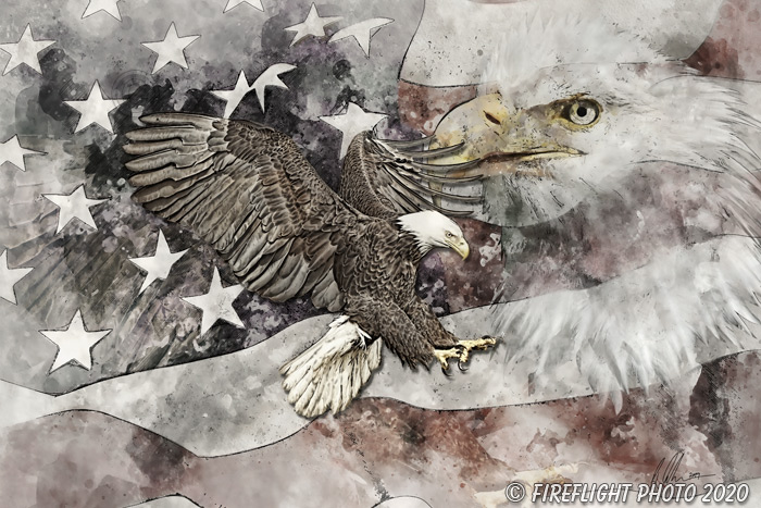 wildlife;Eagle;Bald Eagle;Art;Artwork Drawing;Ink Drawing;pen and ink;painting