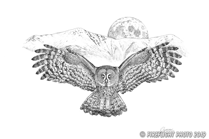 Wildlife;art;artwork;drawing;Pen and Ink;Ink;Great Gray;Owl;Raptor;Kinsman;Moon