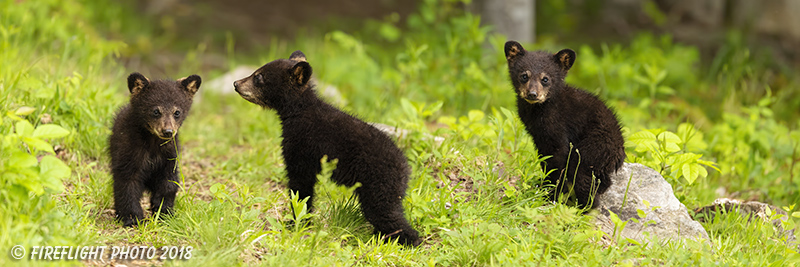 wildlife;bear;Cubs;Cub;black bear;Ursus americanus;North NH;NH;Pan;Panoramic;D5