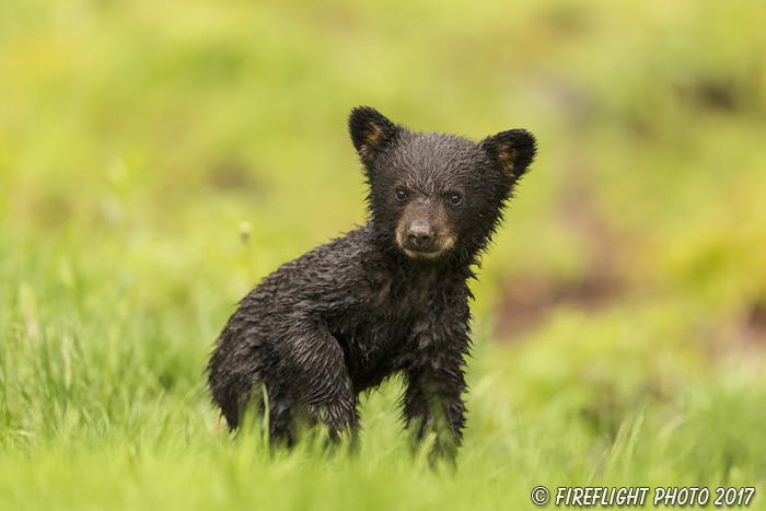 wildlife;bear;bears;black bear;Ursus americanus;Cub;Wet;Northern NH;NH