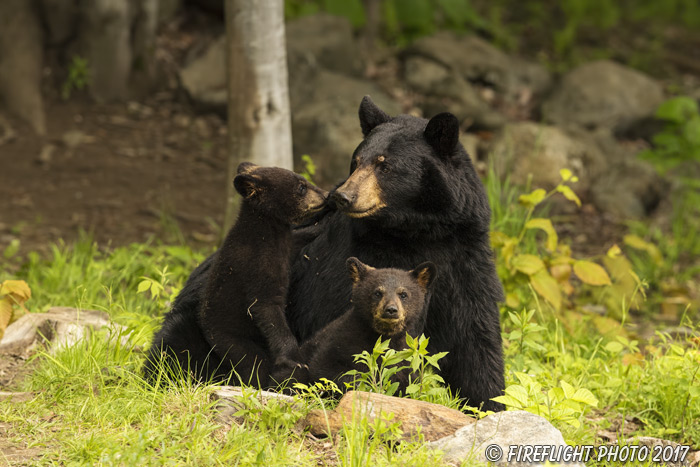 wildlife;bear;bears;black bear;Ursus americanus;North NH;NH;Cubs;D5