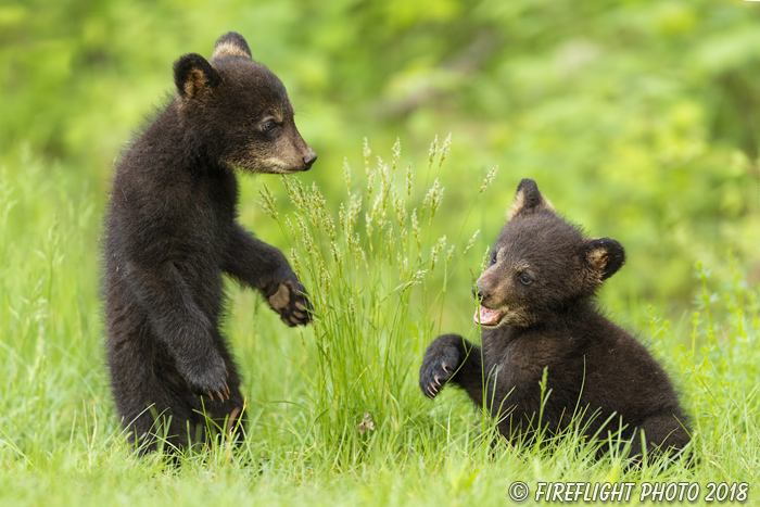 wildlife;bear;bears;black bear;Ursus americanus;Cub;Cubs;fight;North NH;NH;D5