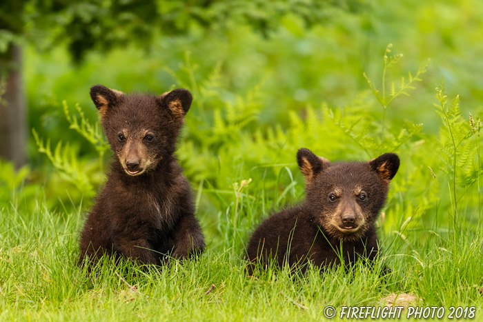 wildlife;bear;bears;black bear;Ursus americanus;Cub;Cubs;grass;North NH;NH;D5