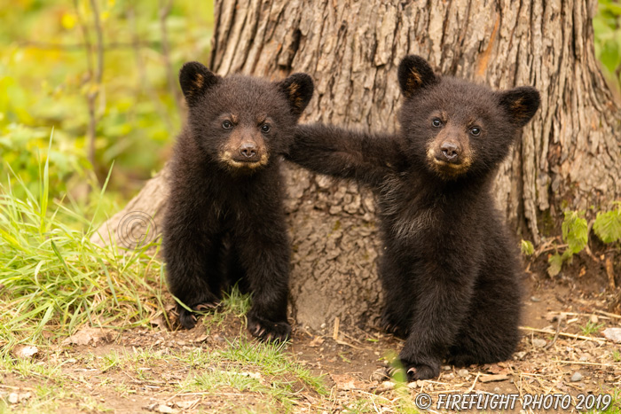 wildlife;bear;bears;black bear;Ursus americanus;Cub;cubs;play;North NH;NH;D5