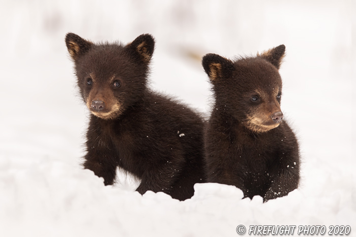 wildlife;bear;bears;black bear;Ursus americanus;Cub;cubs;Walk;tiny;snow;North NH;NH;D5