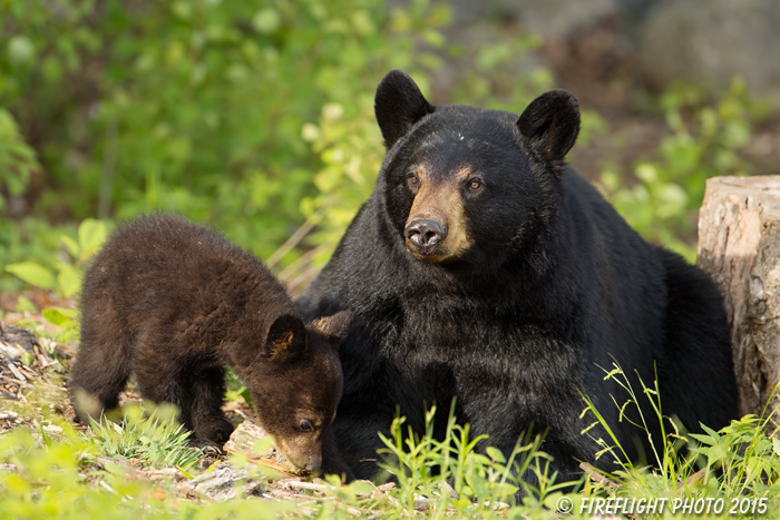 wildlife;bear;bears;black bear;Ursus americanus;Sugar Hill;NH;Cub;grass;D4s