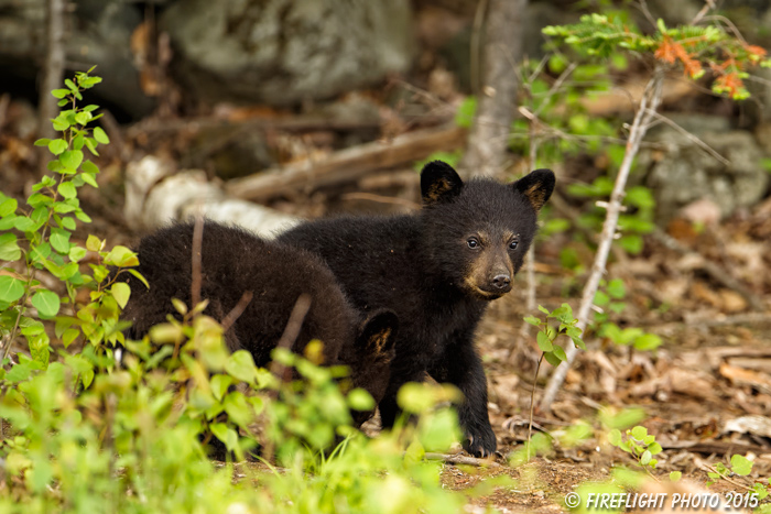 wildlife;bear;bears;black bear;Ursus americanus;Sugar Hill;NH;Cubs;woods;D4s