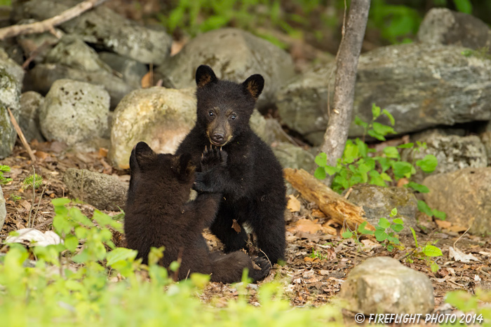 wildlife;bear;bears;black bear;Ursus americanus;Sugar Hill;NH;Cubs;D4s