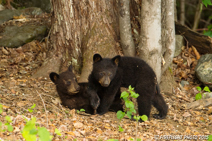 wildlife;bear;bears;black bear;Ursus americanus;Sugar Hill;NH;Cubs;D4s