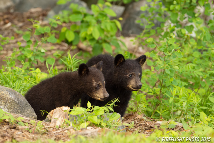 wildlife;bear;bears;black bear;Ursus americanus;Sugar Hill;NH;Cubs;D4s