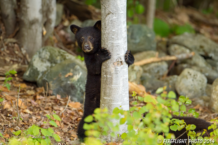 wildlife;bear;bears;black bear;Ursus americanus;Sugar Hill;NH;Cub;climbing;D4s