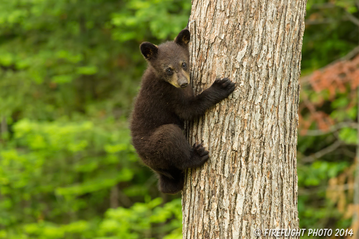 wildlife;bear;bears;black bear;Ursus americanus;Sugar Hill;NH;Cub;climbing;D4s