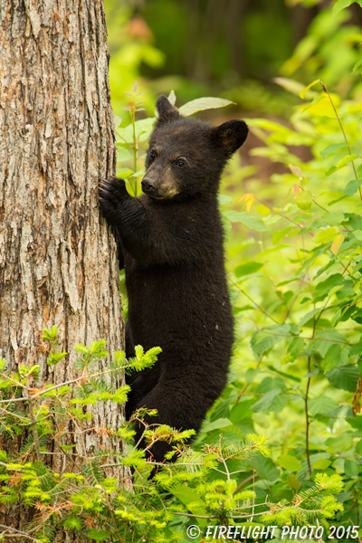 wildlife;bear;bears;black bear;Ursus americanus;Sugar Hill;NH;Cub;climbing;D4s