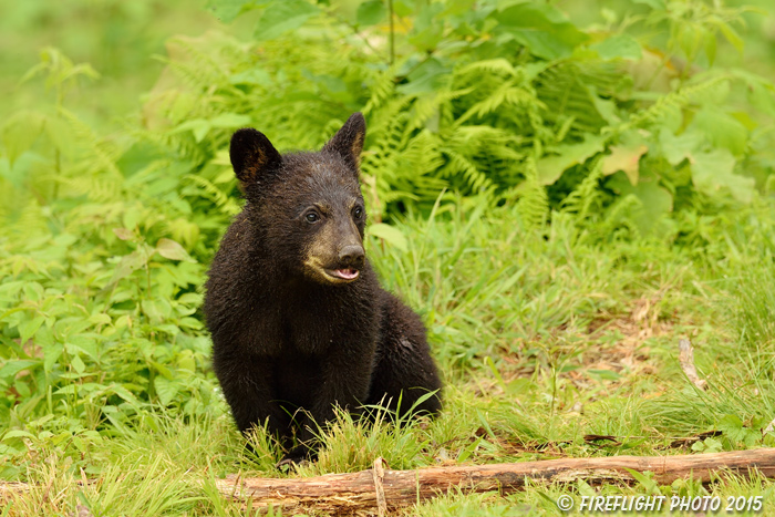 wildlife;bear;bears;black bear;Ursus americanus;Sugar Hill;NH;Cub;D4s