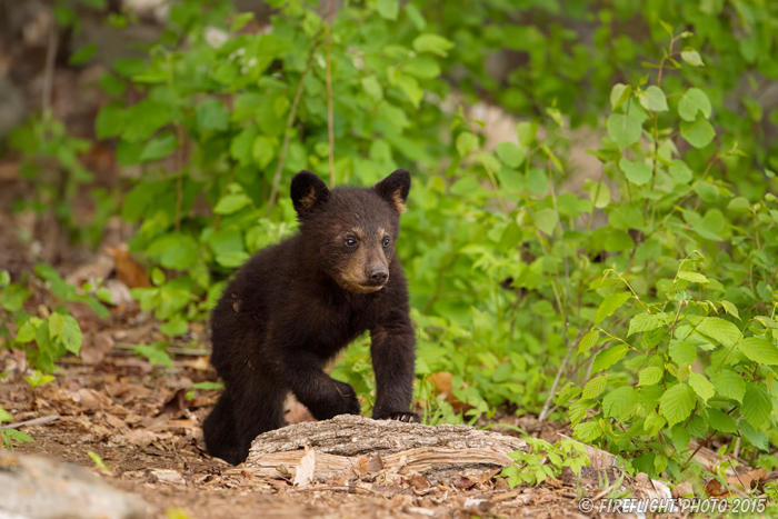 wildlife;bear;bears;black bear;Ursus americanus;Sugar Hill;NH;Cub;D4s