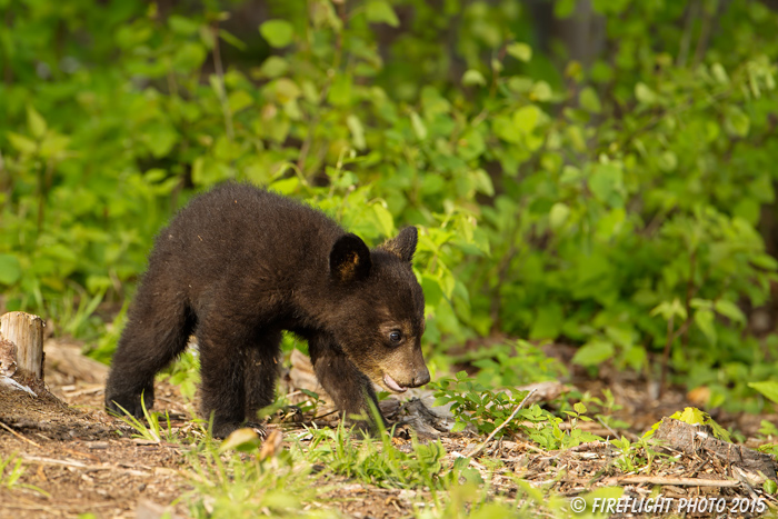 wildlife;bear;bears;black bear;Ursus americanus;Sugar Hill;NH;Cub;D4s