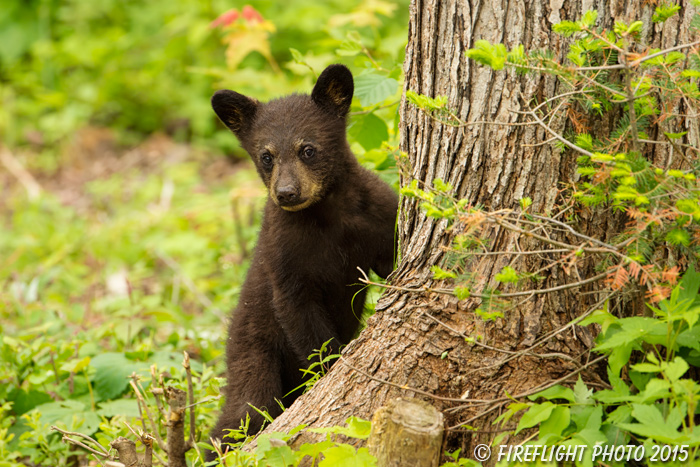 wildlife;bear;bears;black bear;Ursus americanus;Sugar Hill;NH;Cubs;D4s