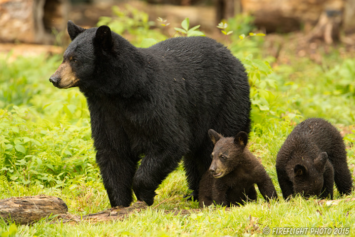 wildlife;bear;bears;black bear;Ursus americanus;Sugar Hill;NH;Cub;grass;D4s