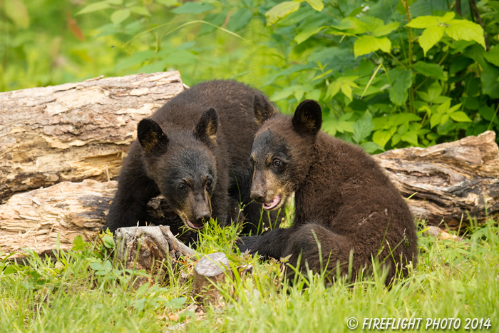 wildlife;bear;bears;black bear;Ursus americanus;Sugar Hill;NH;Cubs;D4s