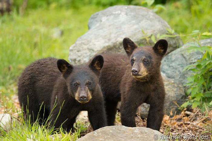 wildlife;bear;bears;black bear;Ursus americanus;Sugar Hill;NH;Cubs;D4s