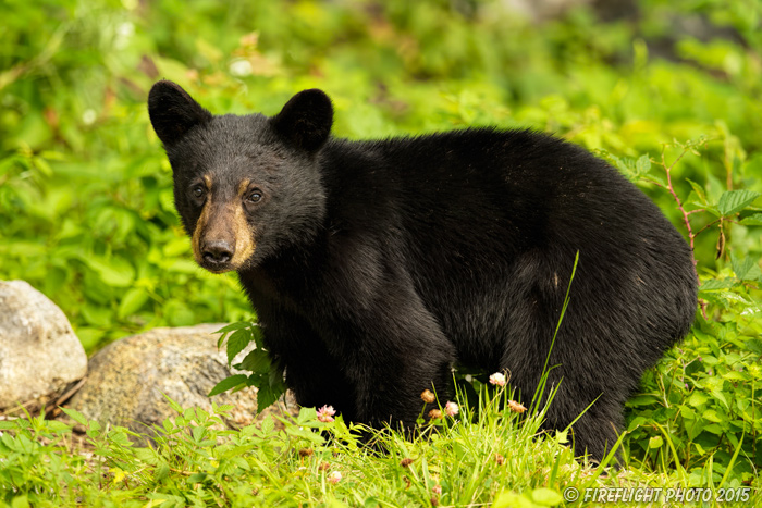 wildlife;bear;bears;black bear;Ursus americanus;Sugar Hill;NH;Cubs;D4s