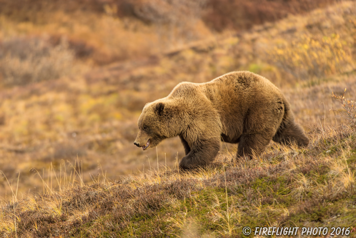 wildlife;Bear;Grizzly;Ursus arctos horribilis;Denali;Alaska;AK;D5;2016