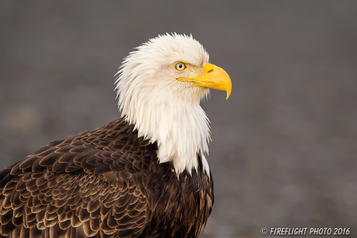 wildlife;Eagle;Raptor;Bald Eagle;Haliaeetus leucocephalus;head shot;Homer;Alaska;AK;D4s;2016