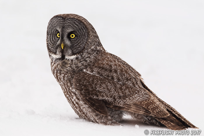 wildlife;raptor;owl;gray;grey;Strix nebulosa;close-up;snow;Canada;D5;2017