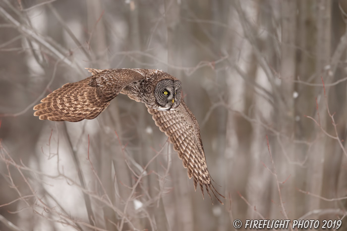 wildlife;raptor;owl;gray;grey;Strix nebulosa;fog;trees;Canada;D5;2017