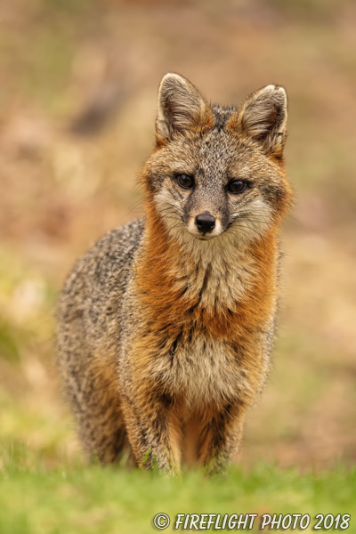 wildlife;Fox;Gray Fox;Urocyon cinereoargenteus;Grey;Field;Easton;NH;D850;2018