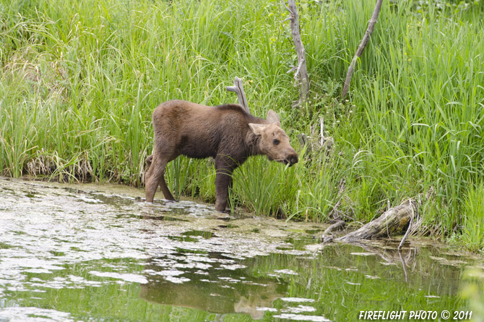 wildlife;Cow Moose;Moose;Alces alces;Pond;Cow;Calf;Grand Teton NP;WY;Wyoming;D7000