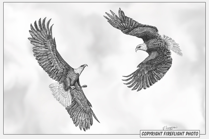 FireFlight Photo - Bald Eagle Pen and Ink Drawing